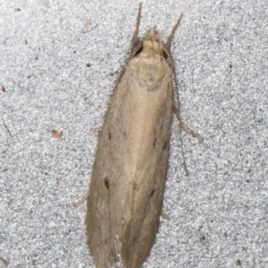 Oecophoridae provisional species 11 at Melba, ACT - 31 Jan 2022 10:50 PM