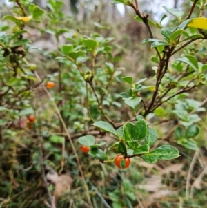 Coprosma hirtella at Cotter River, ACT - 28 Mar 2022