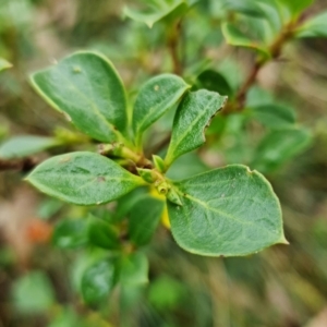 Coprosma hirtella at Cotter River, ACT - 28 Mar 2022