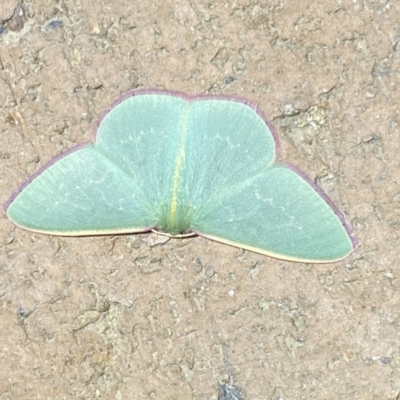 Chlorocoma vertumnaria (Red-fringed Emerald) at Jerrabomberra, NSW - 28 Mar 2022 by Steve_Bok