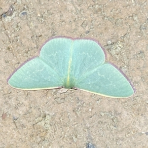 Chlorocoma vertumnaria at Jerrabomberra, NSW - 28 Mar 2022