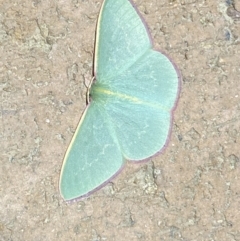 Chlorocoma vertumnaria at Jerrabomberra, NSW - 28 Mar 2022