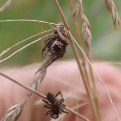 Opisthoncus sp. (genus) (Unidentified Opisthoncus jumping spider) at O'Connor, ACT - 28 Mar 2022 by RodDeb