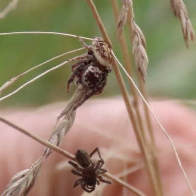 Opisthoncus sp. (genus) (Unidentified Opisthoncus jumping spider) at Banksia Street Wetland Corridor - 28 Mar 2022 by RodDeb