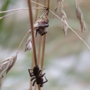 Opisthoncus sp. (genus) at O'Connor, ACT - 28 Mar 2022