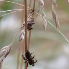 Opisthoncus sp. (genus) at O'Connor, ACT - 28 Mar 2022