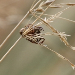 Opisthoncus sp. (genus) at O'Connor, ACT - 28 Mar 2022