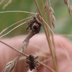 Opisthoncus sp. (genus) at O'Connor, ACT - 28 Mar 2022