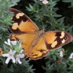 Heteronympha merope at O'Connor, ACT - 28 Mar 2022