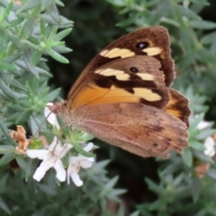 Heteronympha merope at O'Connor, ACT - 28 Mar 2022