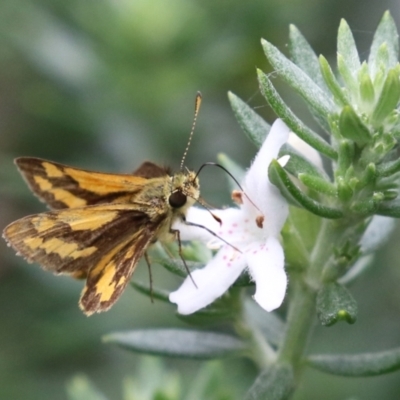 Ocybadistes walkeri (Green Grass-dart) at Banksia Street Wetland Corridor - 28 Mar 2022 by RodDeb