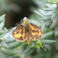 Ocybadistes walkeri at O'Connor, ACT - 28 Mar 2022 01:19 PM