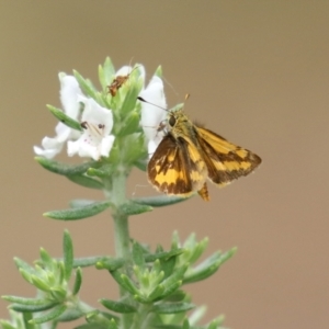 Ocybadistes walkeri at O'Connor, ACT - 28 Mar 2022 01:19 PM