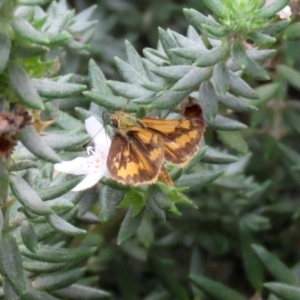 Ocybadistes walkeri at O'Connor, ACT - 28 Mar 2022 01:19 PM