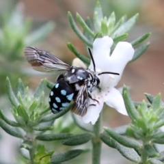 Thyreus caeruleopunctatus (Chequered cuckoo bee) at Banksia Street Wetland Corridor - 28 Mar 2022 by RodDeb