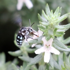 Thyreus caeruleopunctatus at O'Connor, ACT - 28 Mar 2022