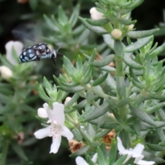 Thyreus caeruleopunctatus at O'Connor, ACT - 28 Mar 2022