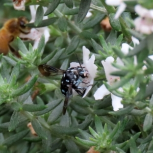 Thyreus caeruleopunctatus at O'Connor, ACT - 28 Mar 2022