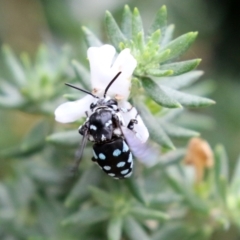 Thyreus caeruleopunctatus at O'Connor, ACT - 28 Mar 2022