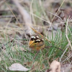 Heteronympha merope (Common Brown Butterfly) at Molonglo Valley, ACT - 27 Mar 2022 by JimL