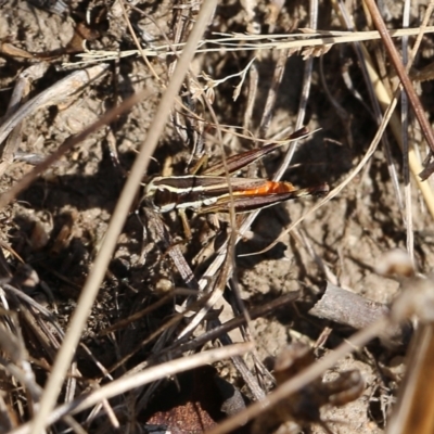Macrotona sp. (genus) (Macrotona grasshopper) at West Wodonga, VIC - 26 Mar 2022 by KylieWaldon