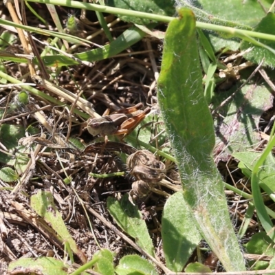 Phaulacridium vittatum (Wingless Grasshopper) at West Wodonga, VIC - 27 Mar 2022 by KylieWaldon