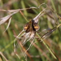 Taractrocera papyria (White-banded Grass-dart) at West Wodonga, VIC - 26 Mar 2022 by KylieWaldon