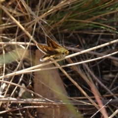 Taractrocera papyria (White-banded Grass-dart) at West Wodonga, VIC - 26 Mar 2022 by KylieWaldon