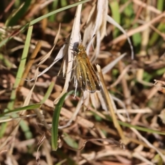 Taractrocera papyria (White-banded Grass-dart) at West Wodonga, VIC - 26 Mar 2022 by KylieWaldon