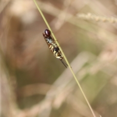 Thynninae (subfamily) (Smooth flower wasp) at West Wodonga, VIC - 27 Mar 2022 by KylieWaldon