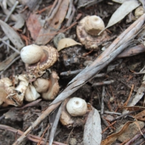 Geastrum sp. (genus) at Cooma, NSW - 15 Mar 2022 02:29 PM