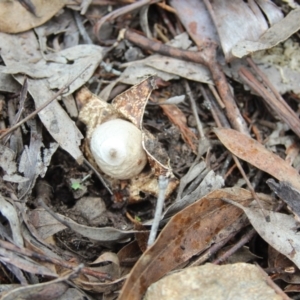 Geastrum sp. (genus) at Cooma, NSW - 15 Mar 2022 02:29 PM