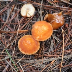 Marasmius elegans (Velvet Parachute) at Steeple Flat, NSW - 5 Feb 2022 by mahargiani