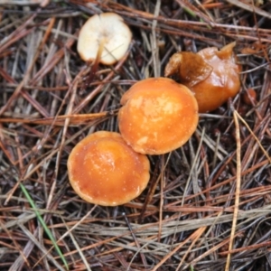 Marasmius elegans at Steeple Flat, NSW - 5 Feb 2022