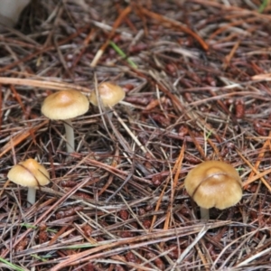 zz agaric (stem; gill colour unknown) at Steeple Flat, NSW - 5 Feb 2022