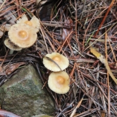 zz agaric (stem; gill colour unknown) at Steeple Flat, NSW - 5 Feb 2022