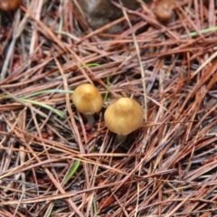 zz agaric (stem; gill colour unknown) at Steeple Flat, NSW - 5 Feb 2022