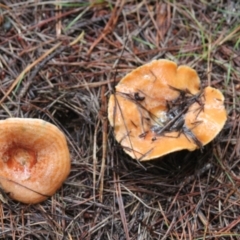 Lactarius deliciosus (Saffron Milkcap) at Steeple Flat, NSW - 5 Feb 2022 by mahargiani