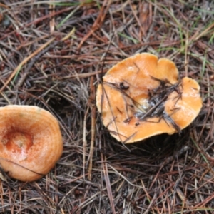 Lactarius deliciosus at Steeple Flat, NSW - 5 Feb 2022