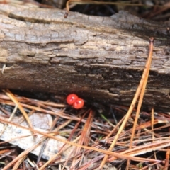 Cruentomycena viscidocruenta at Steeple Flat, NSW - 5 Feb 2022 12:51 PM