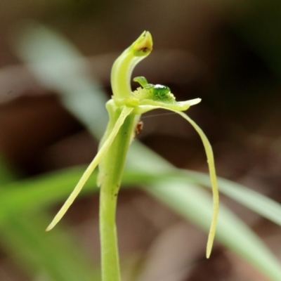 Chiloglottis diphylla (Common Wasp Orchid) at Woodlands, NSW - 28 Mar 2022 by Snowflake