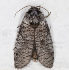 Trigonocyttara clandestina (Less-stick Case Moth) at Melba, ACT - 31 Jan 2022 by kasiaaus