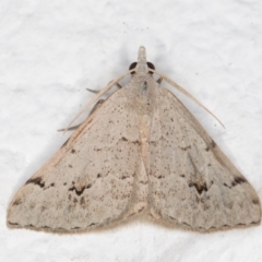 Dichromodes estigmaria (Pale Grey Heath Moth) at Melba, ACT - 31 Jan 2022 by kasiaaus