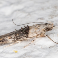 Leptozestis toreutica at Melba, ACT - 1 Feb 2022