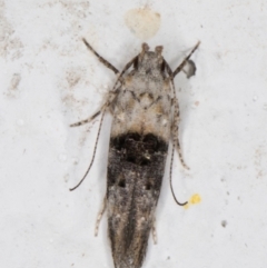 Leptozestis toreutica at Melba, ACT - 1 Feb 2022 12:05 AM