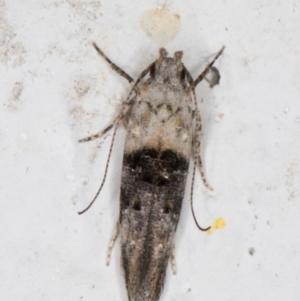 Leptozestis toreutica at Melba, ACT - 1 Feb 2022