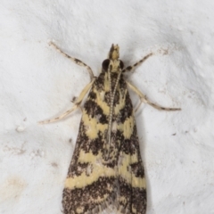 Scoparia spelaea (a Crambid moth) at Melba, ACT - 1 Feb 2022 by kasiaaus