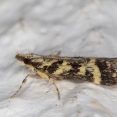 Scoparia spelaea at Melba, ACT - 1 Feb 2022 12:06 AM