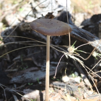 Oudemansiella gigaspora group (Rooting Shank) at Cooma, NSW - 12 Mar 2022 by mahargiani