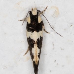 Macrobathra (genus) at Melba, ACT - 1 Feb 2022 11:43 PM